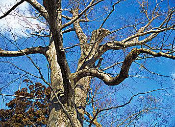 港服Switch会员新试玩同乐会游戏：《小骨：英雄杀手》