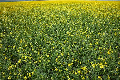 大规模策略游戏《断箭》关卡实机演示公布